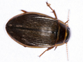 Dytiscus marginalis